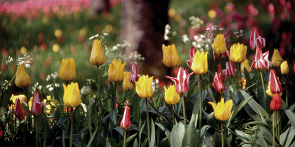 Insel Mainau