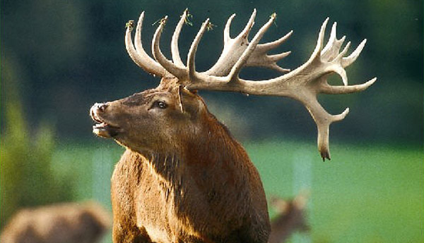 Wild- und Freizeitpark Allensbach