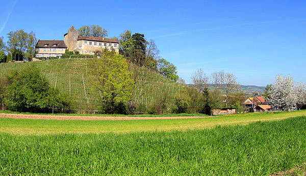 Zürcher Weinland